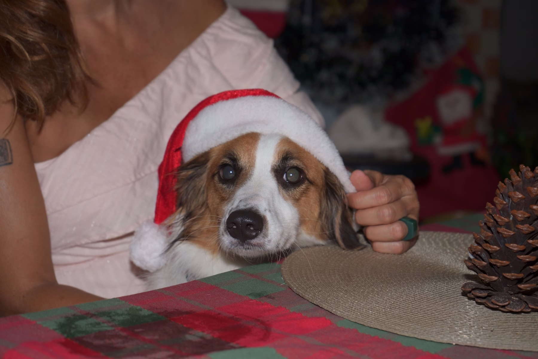 dog with santa hat sitting in owner's lap at christmas