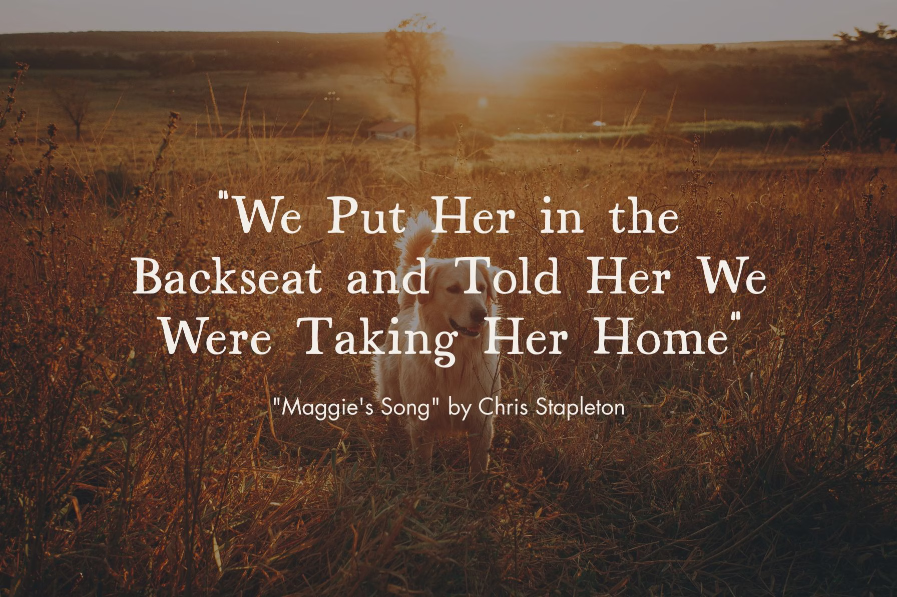 golden retriever in a field with quote from chris stapleton song "Maggie's Story"
