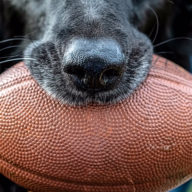 black lab holding a football in his mouth - closeup