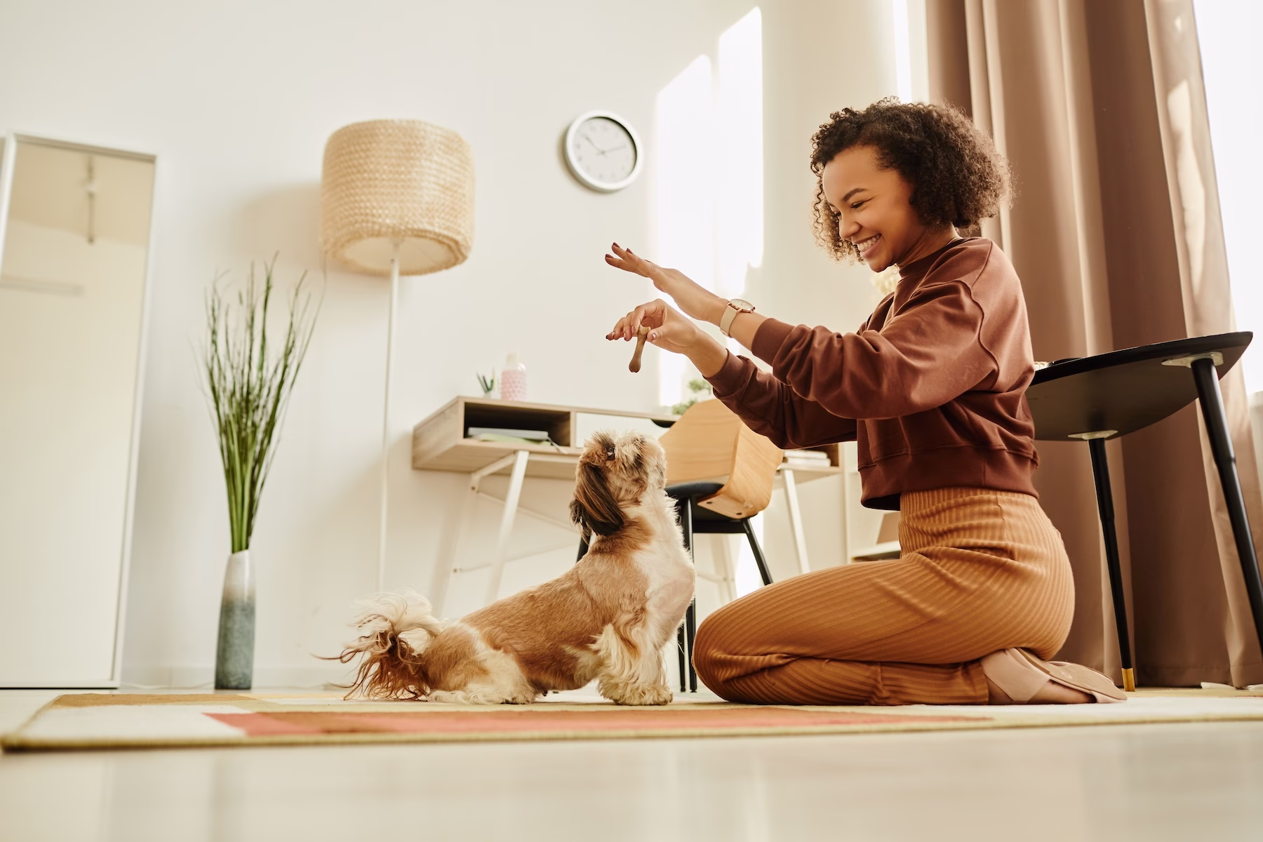 young woman playing with cute shih tzu dog indoors