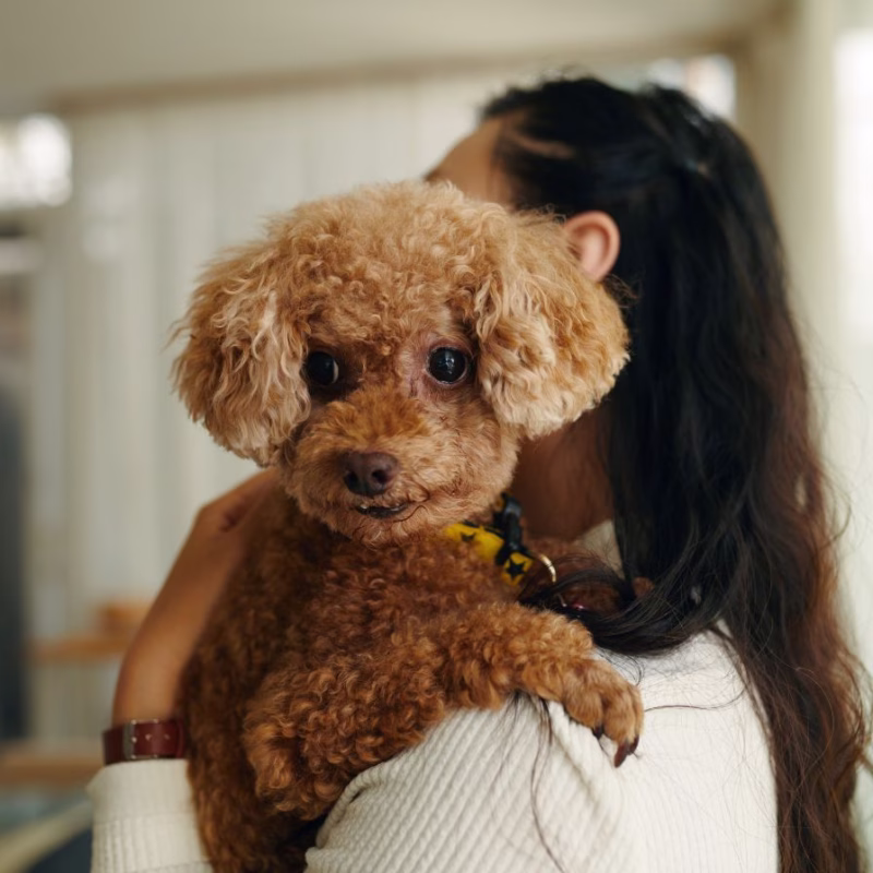 toy poodle on woman's shoulder