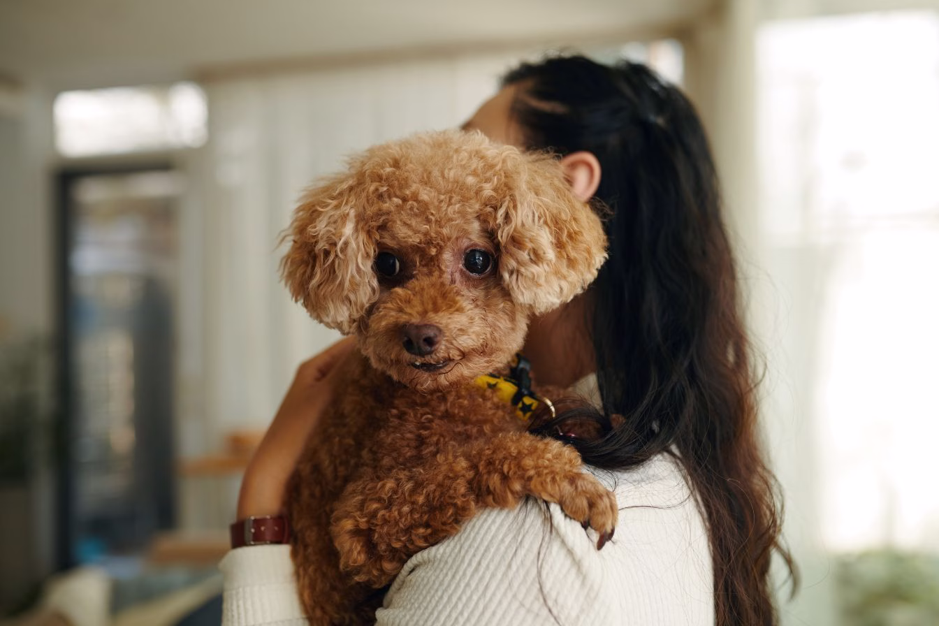 toy poodle on woman's shoulder