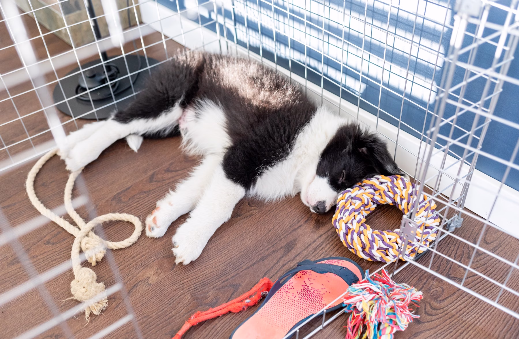 puppy sleeping in crate with toys