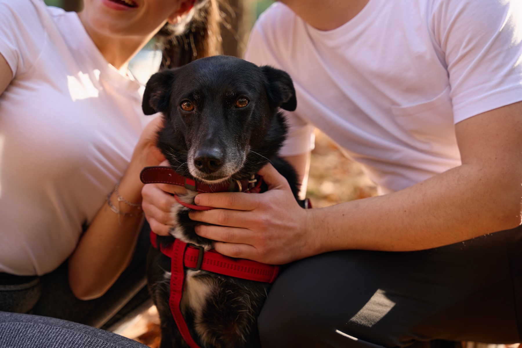 couple holding black lab mix rescue dog