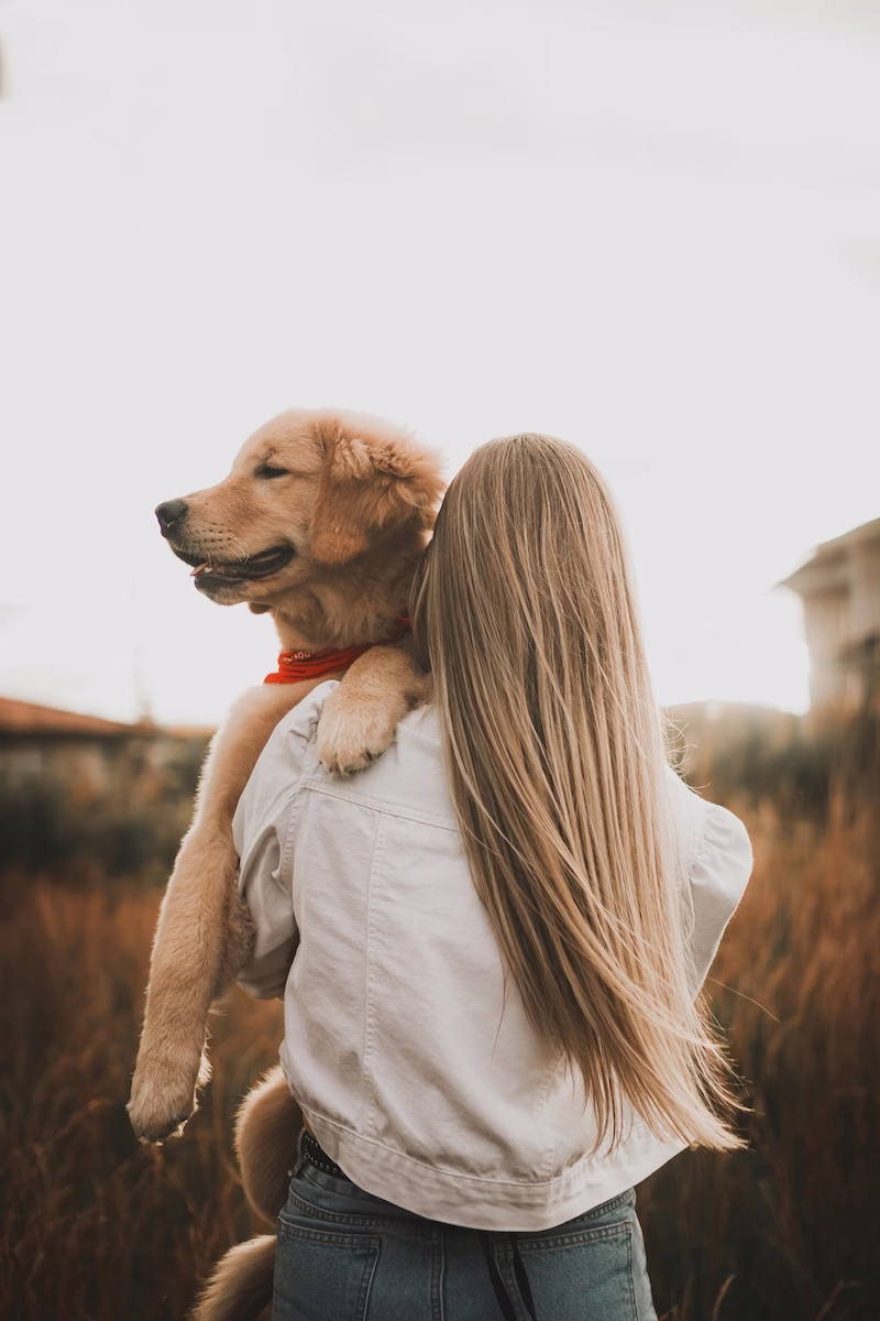 woman carrying golden retriever dog across field