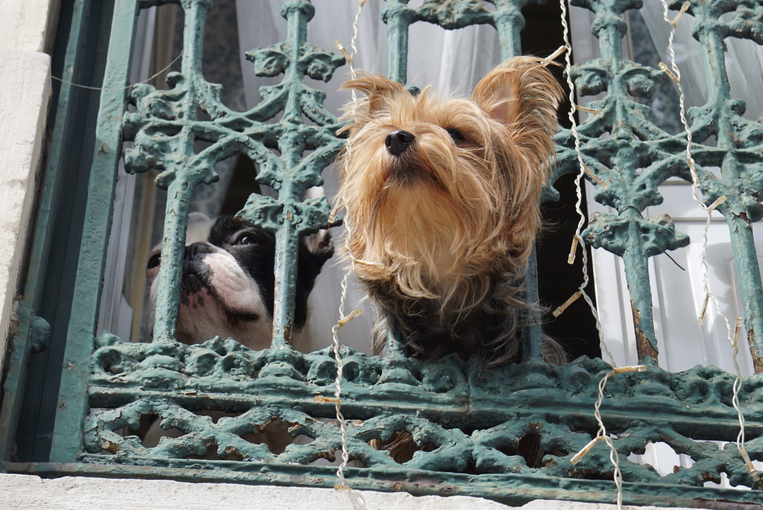 Two dogs watching from balcony.