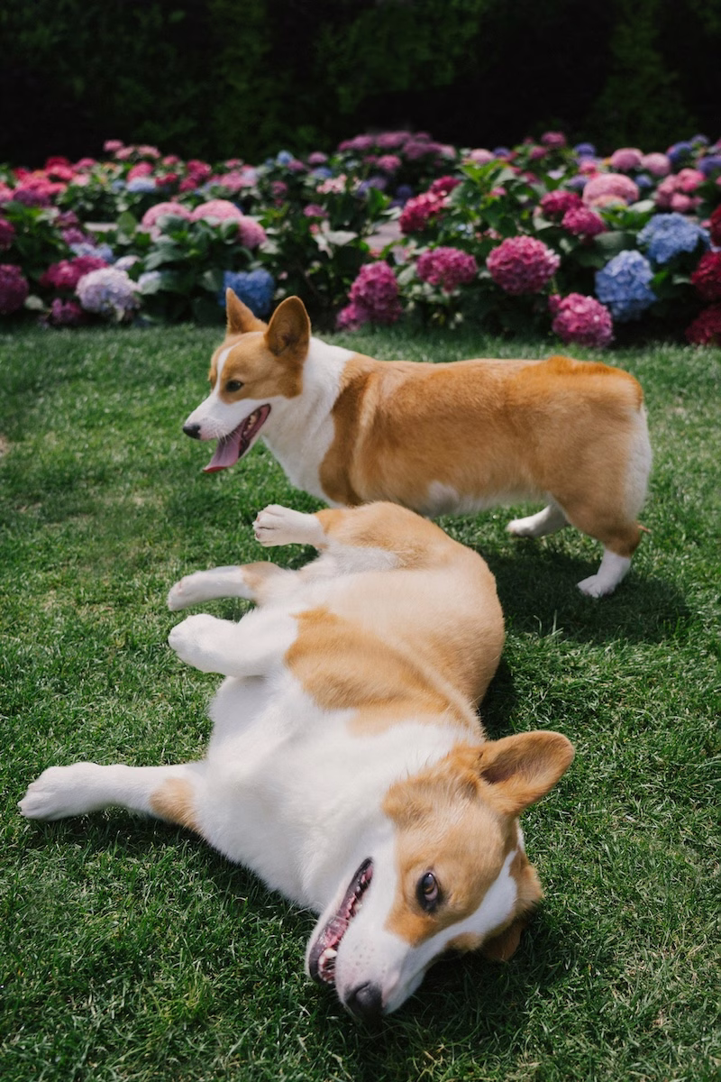 2 corgies playing in the summer grass