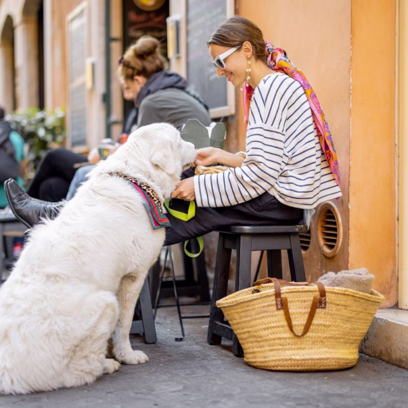 white big dog with woman sitting at cafe
