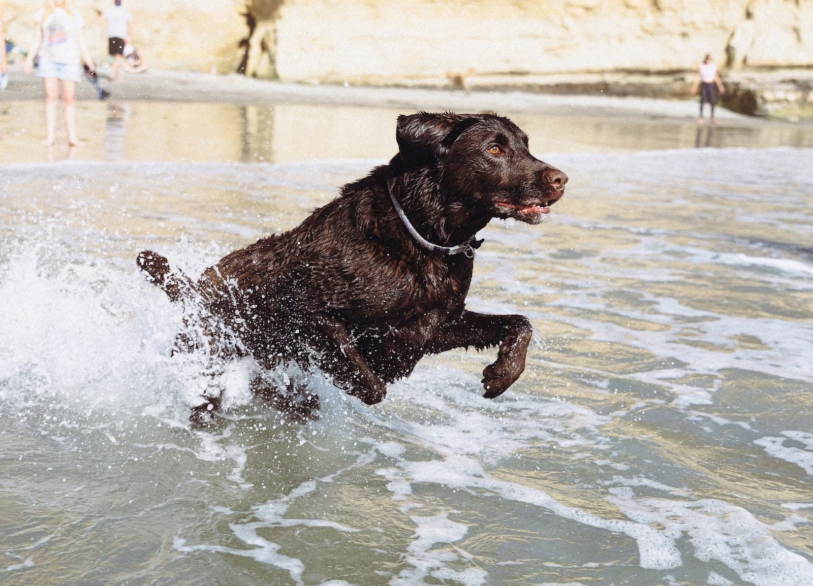 black lab chasing a ball in water