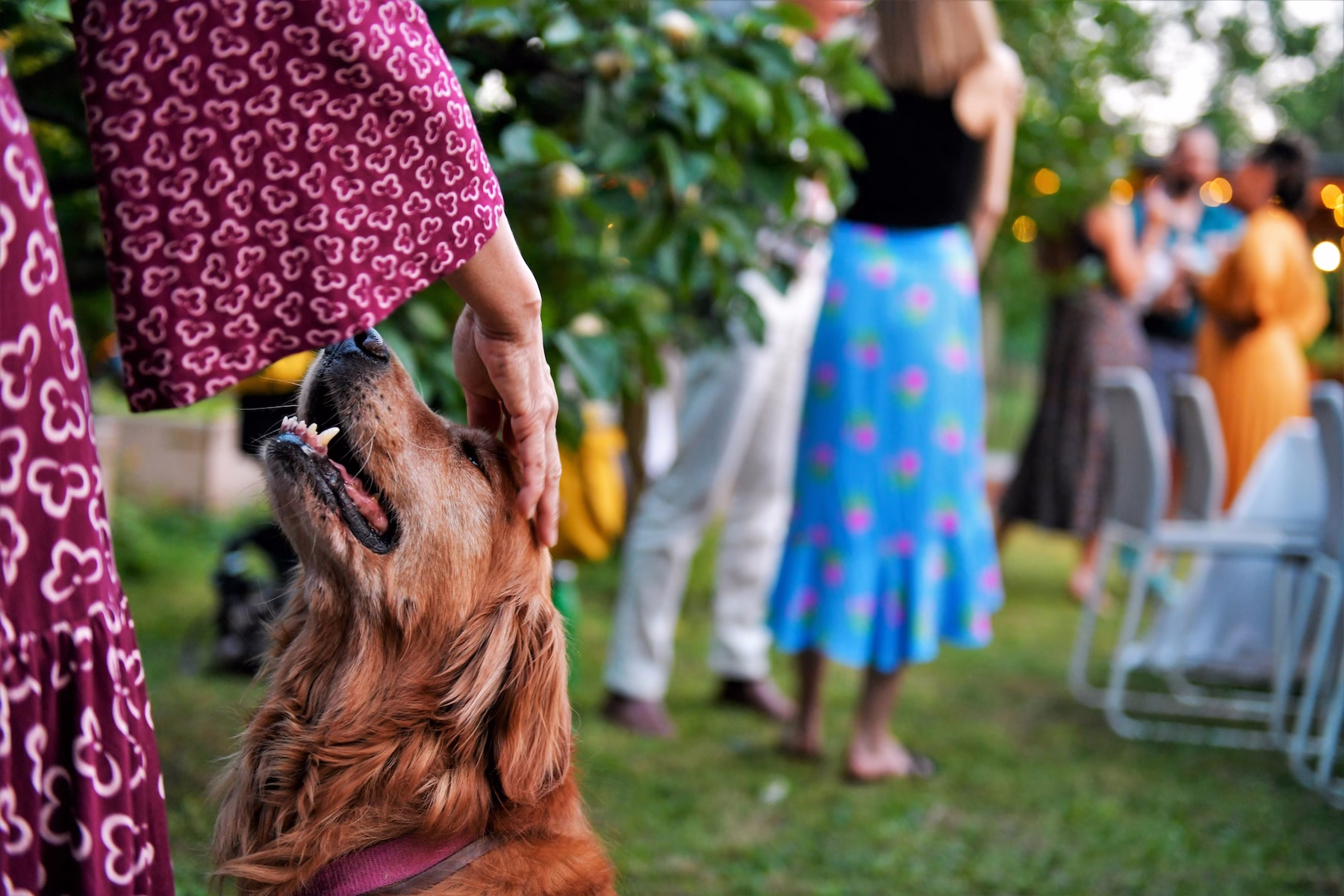 dog and human party outdoors