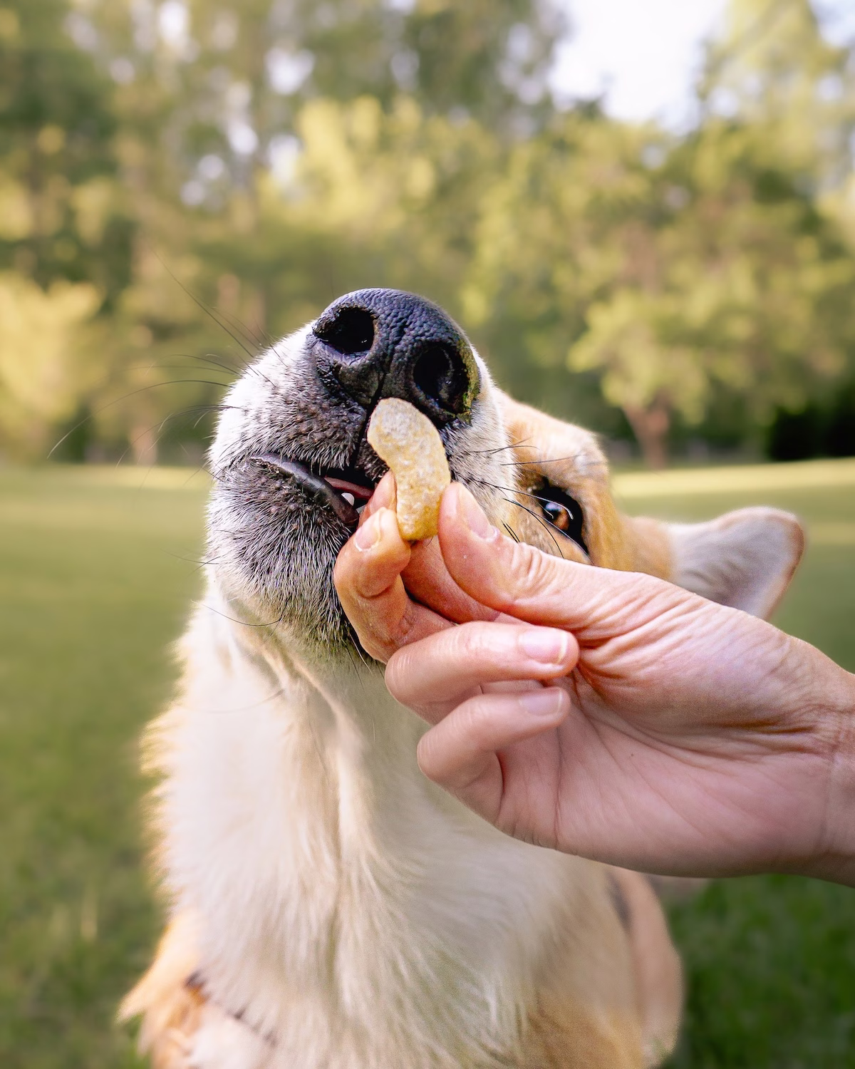 a dog smelling a crunchy treat