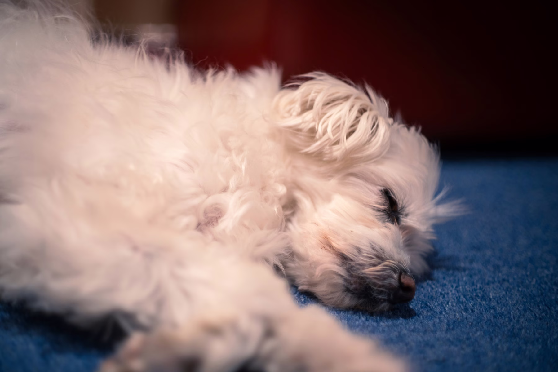 bichon dog asleep on the floor
