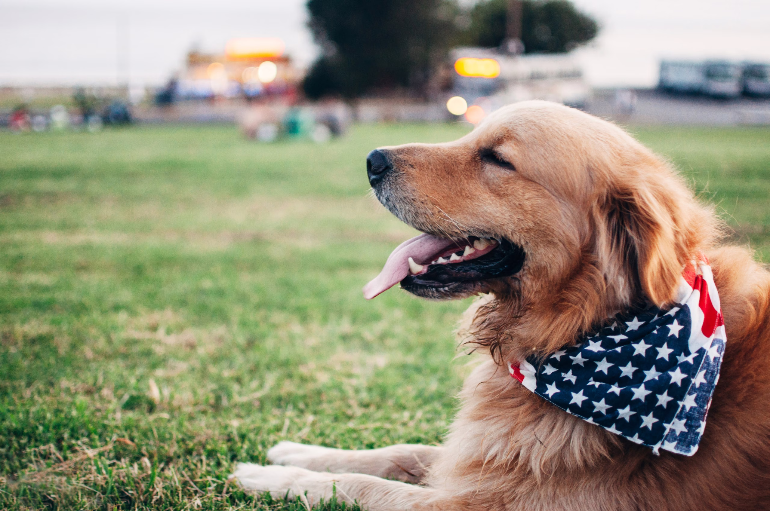 How to Host a 4th of July Cookout Your Dog Will Actually Love