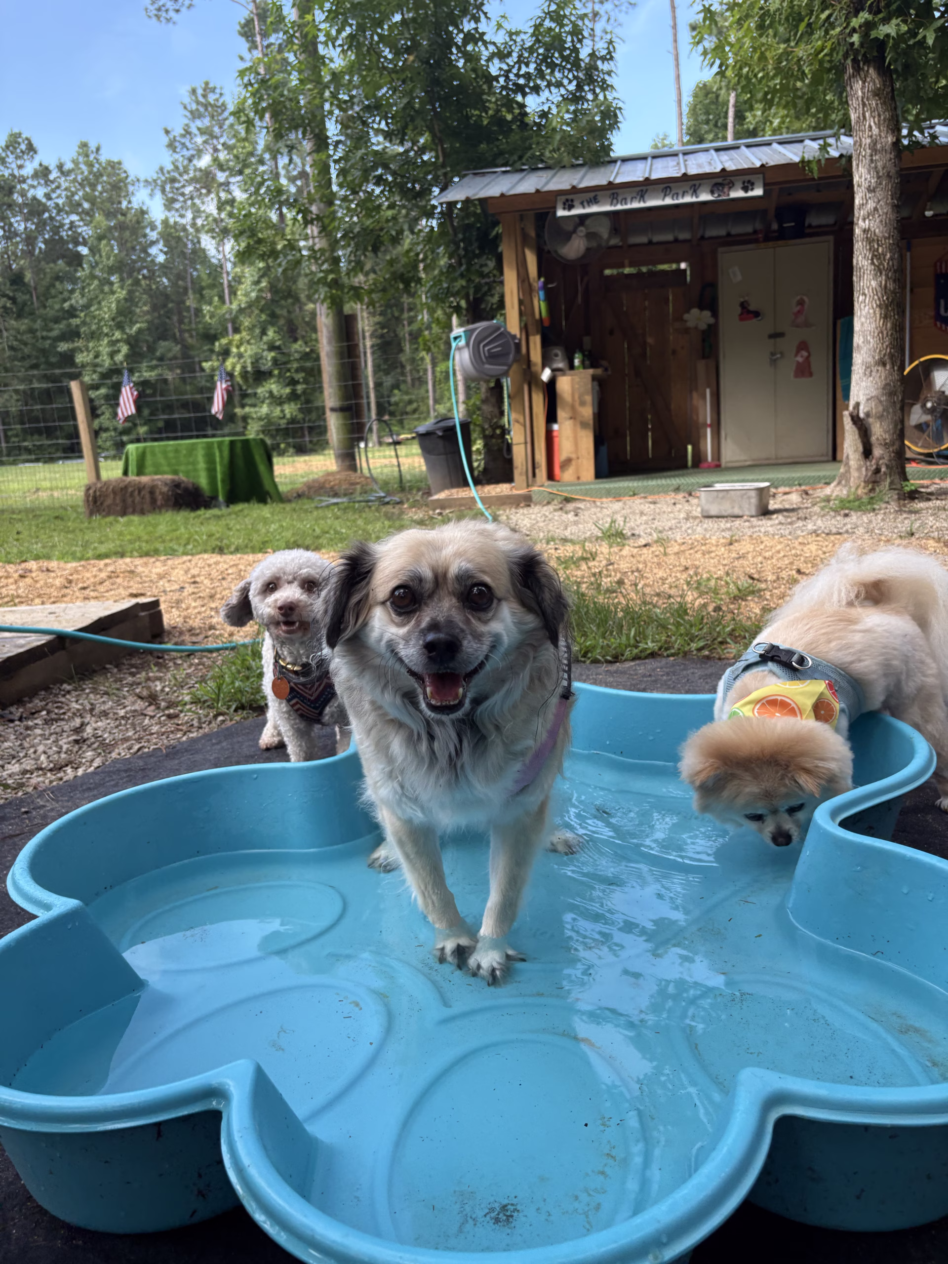 Dog is My Co-Pilot: The Kiddie Pool