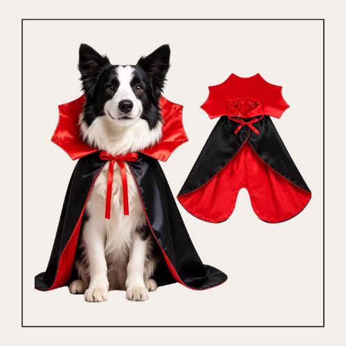 black and white dog wearing a black and red cape