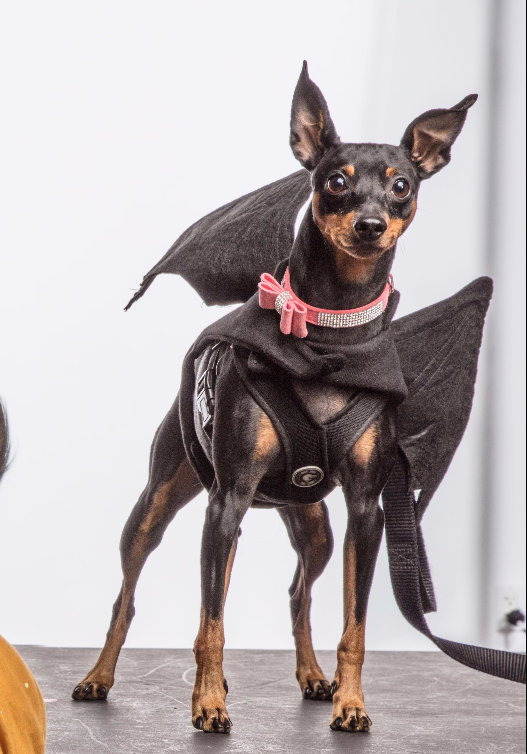 small brown and black dog wearing a bat costume