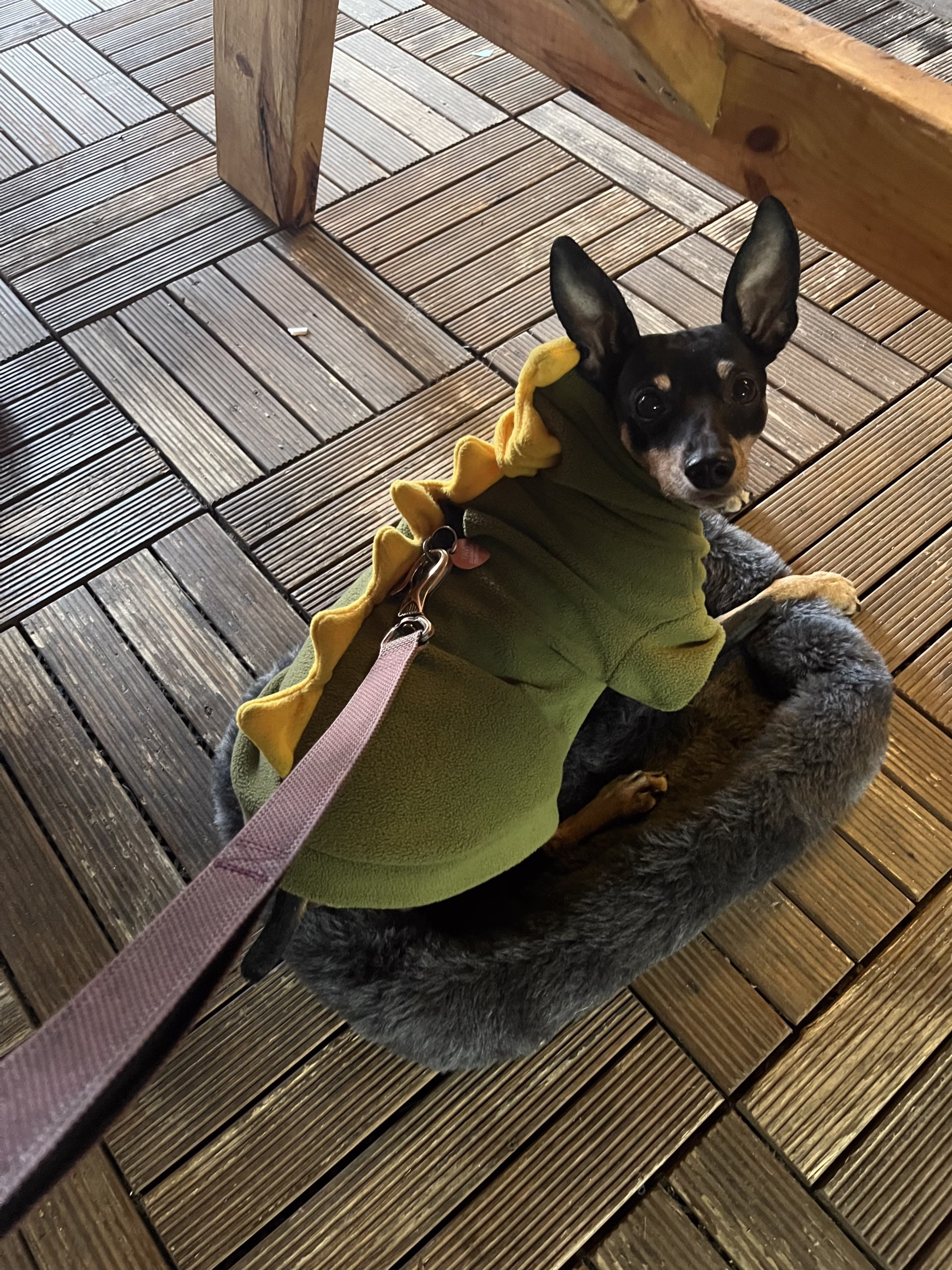 small black and brown dog wearing a green dinosaur costume