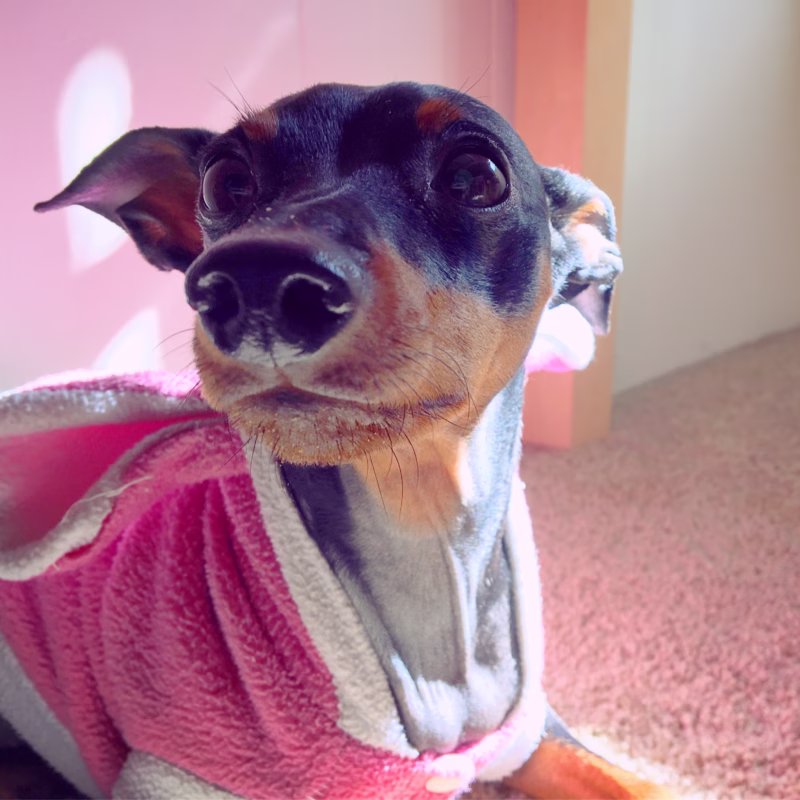 black and brown small dog wearing pink jacket