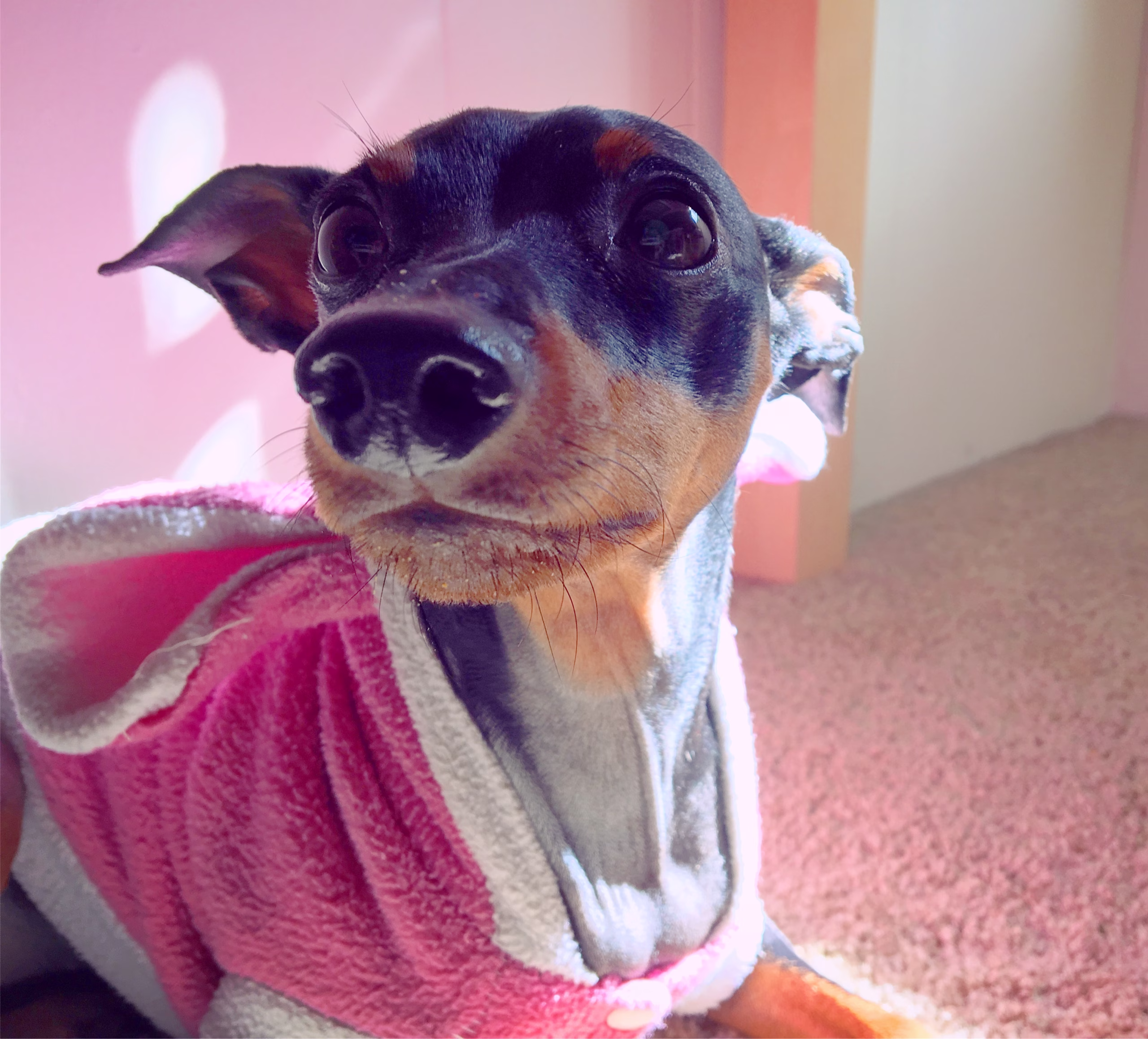What Your Dog’s Halloween Costume Says About You (A Field Guide)