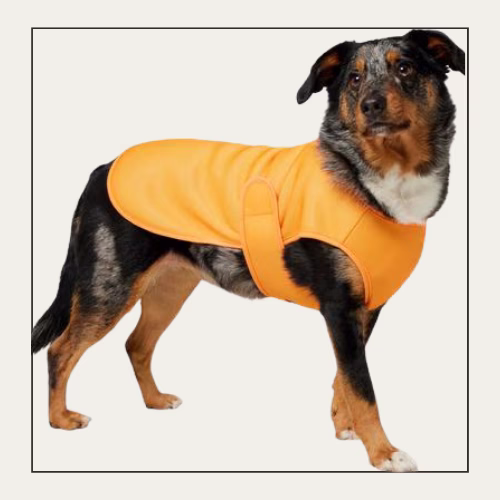 black and brown dog standing and wearing an orange vest