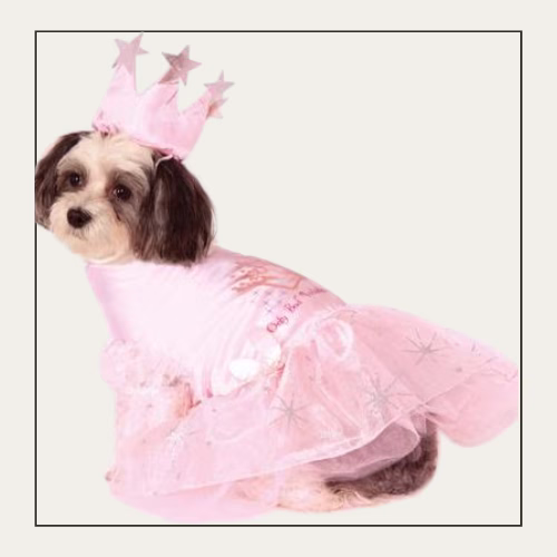 Small fluffy dog wearing pink dress and tutu and a pink crown