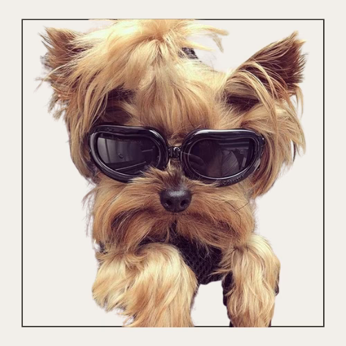 small dog wearing black sunglasses