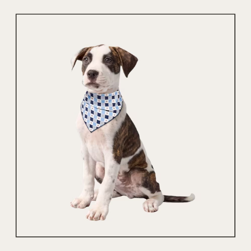 small short-hair dog sitting with a blue and white bandana on.