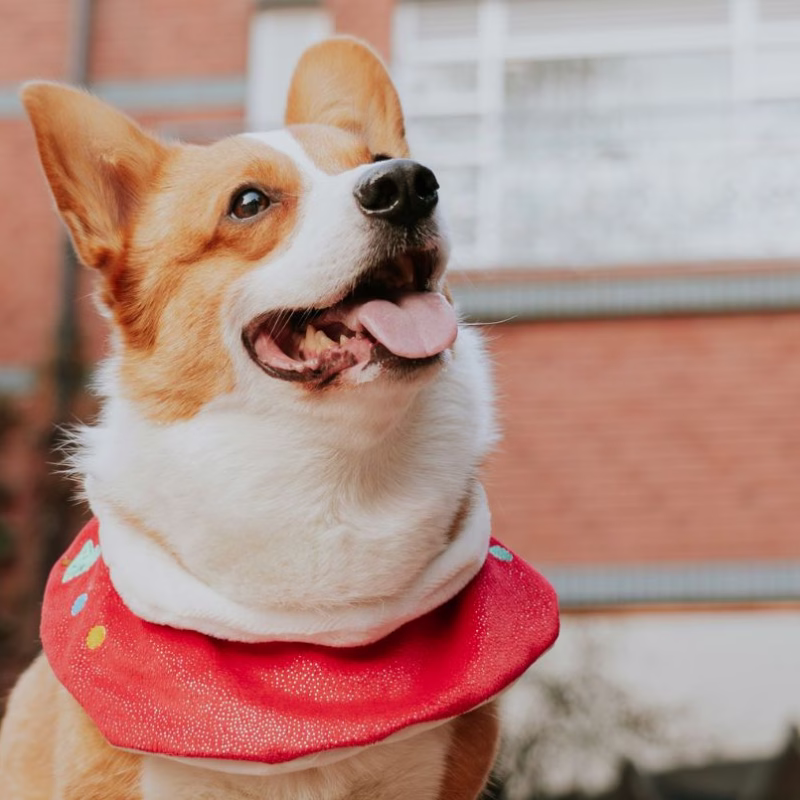 corgie dog standing in front of large brick home wearing a red bandana