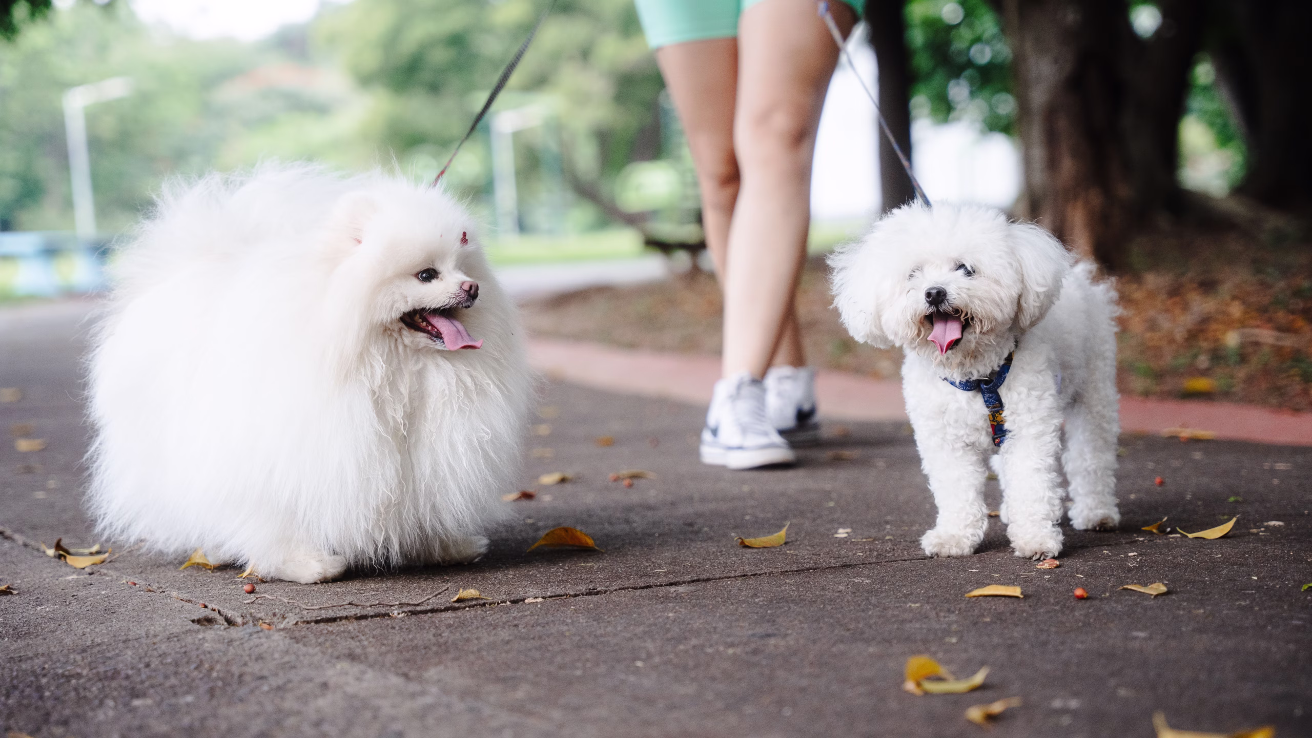 woman walking two small white dogs on the sidewalk