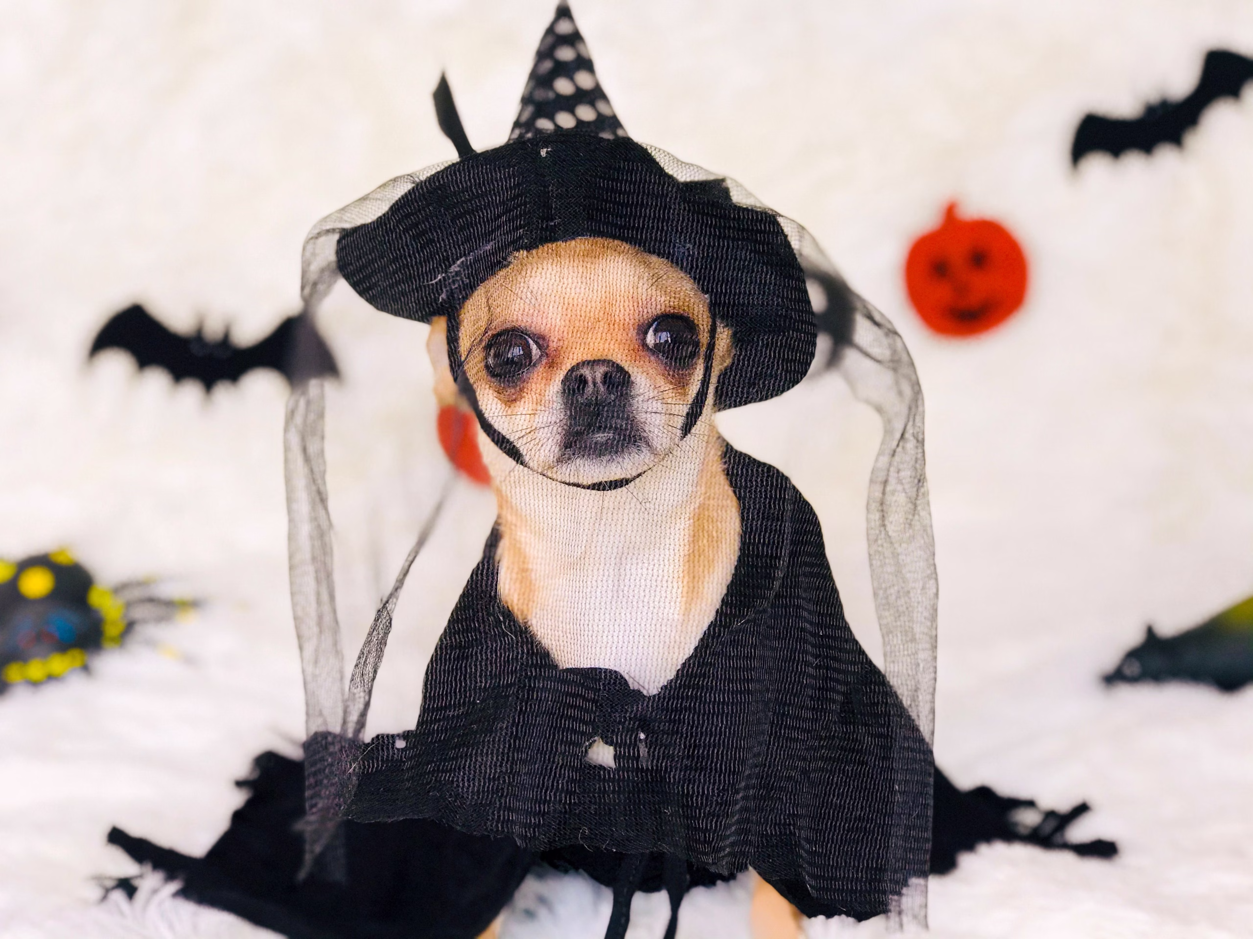 chihuahua wearing a witch costume in front of a white background