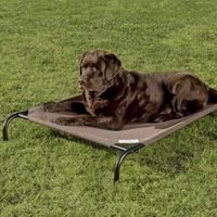 Raised Dog Bed
