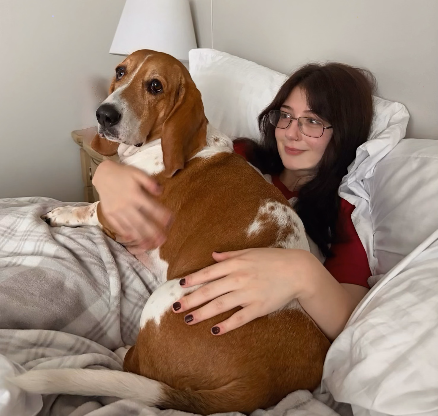 Basset hound laying in bed with woman