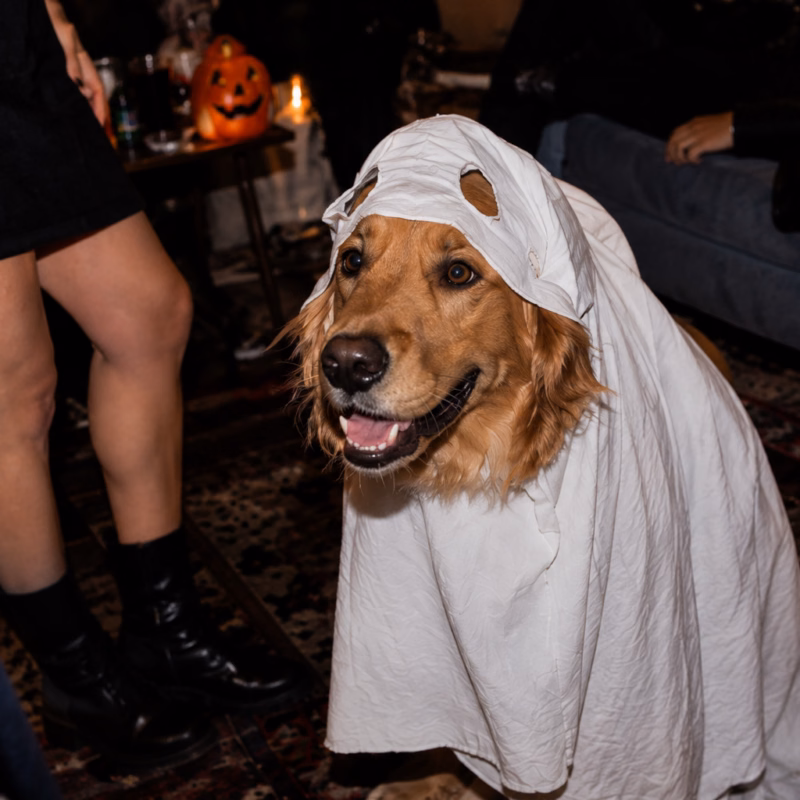 golden retriever wearing a ghost costume at a halloween party.