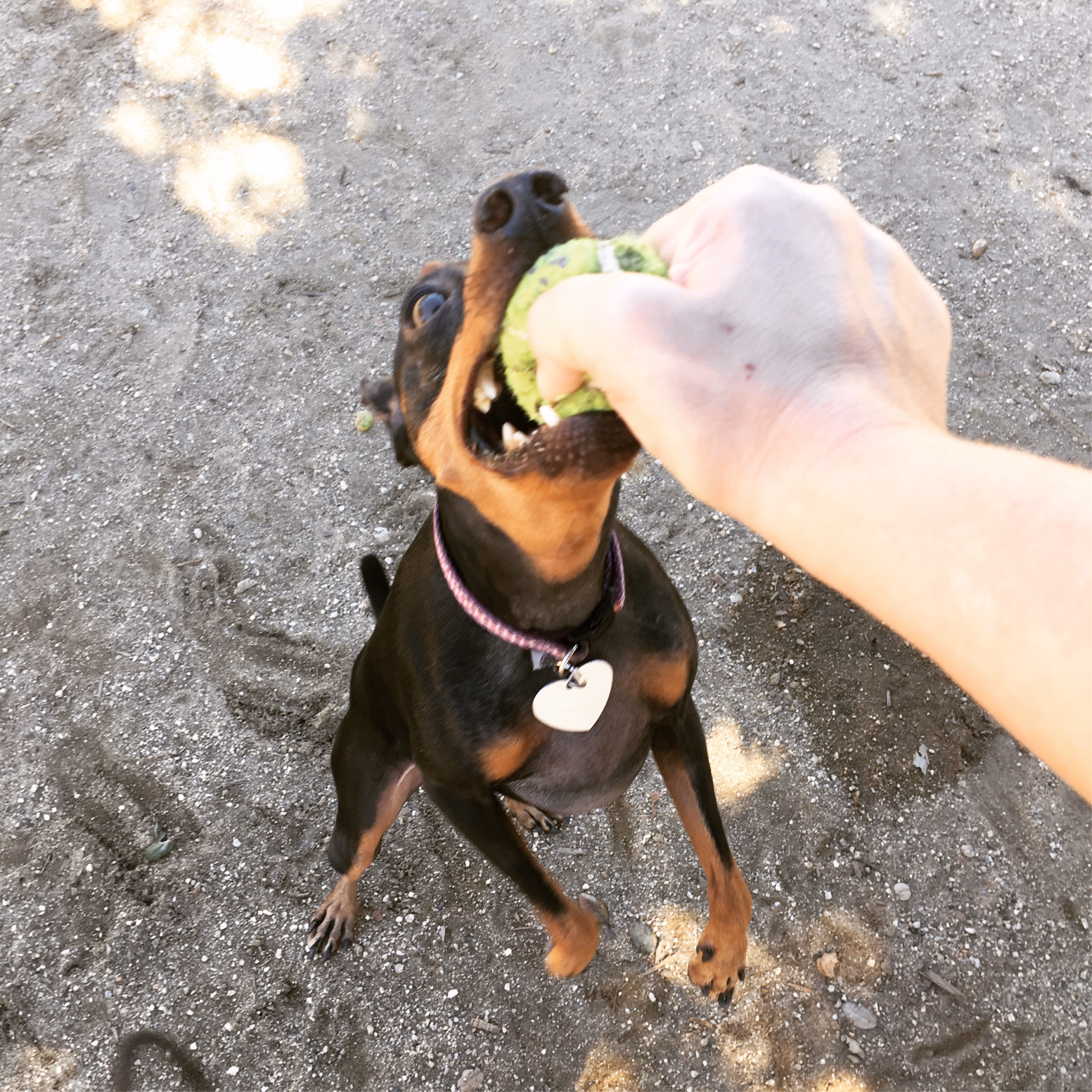 small brown and black dog jumping up to bite a tennis ball