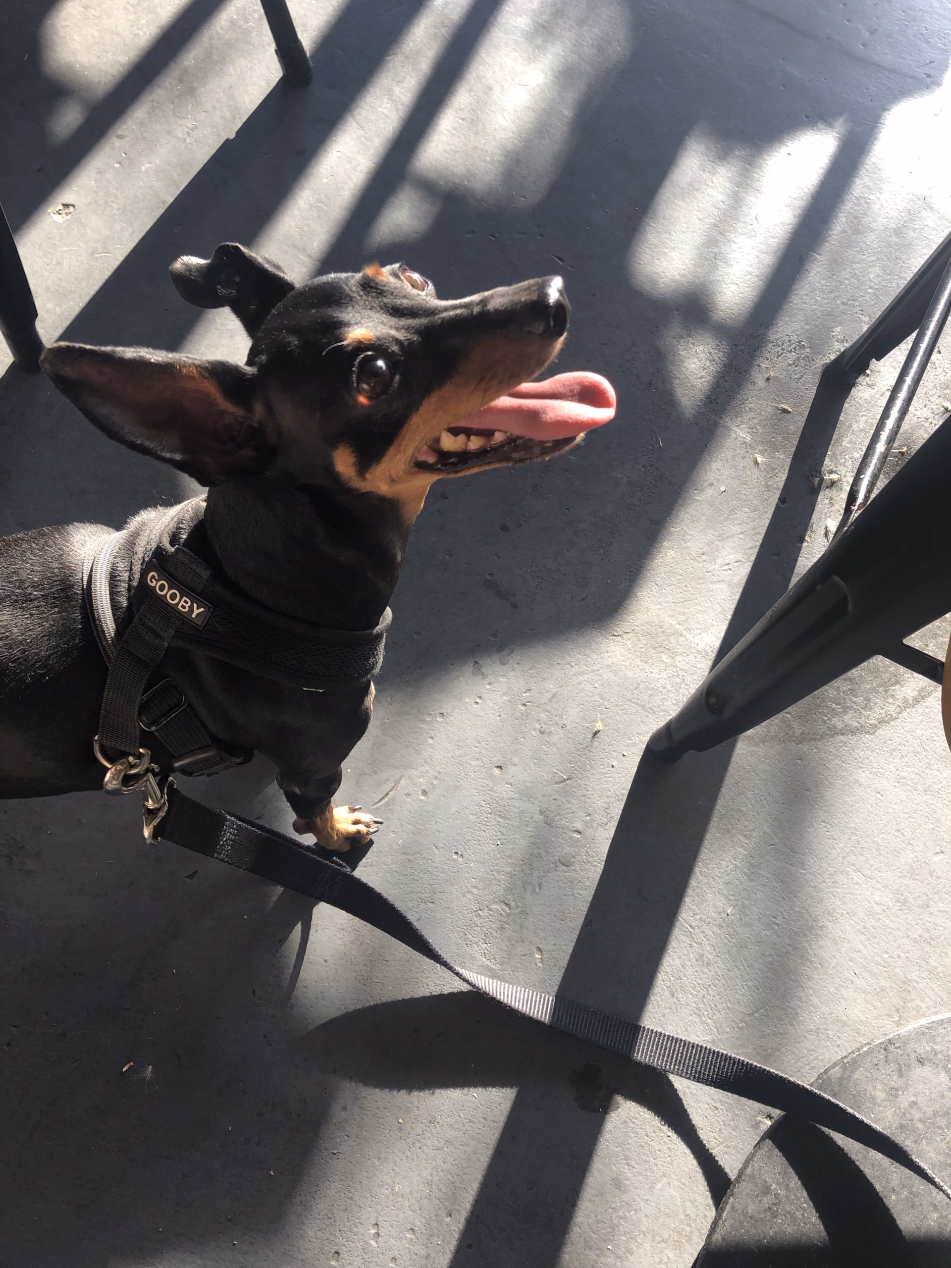 small black and brown dog standing outside looking up 