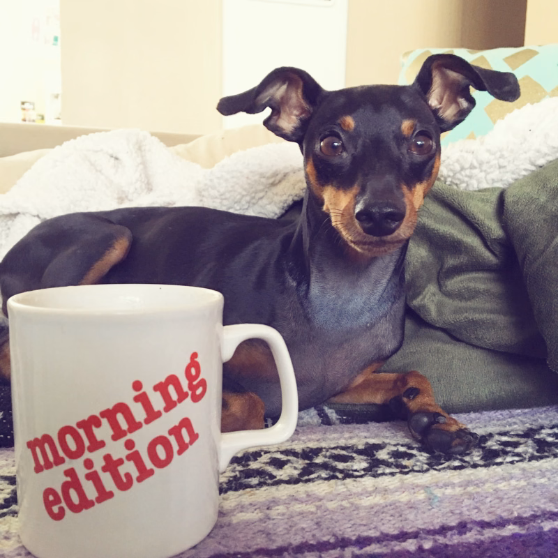 small black dog sitting behind a cup of coffee