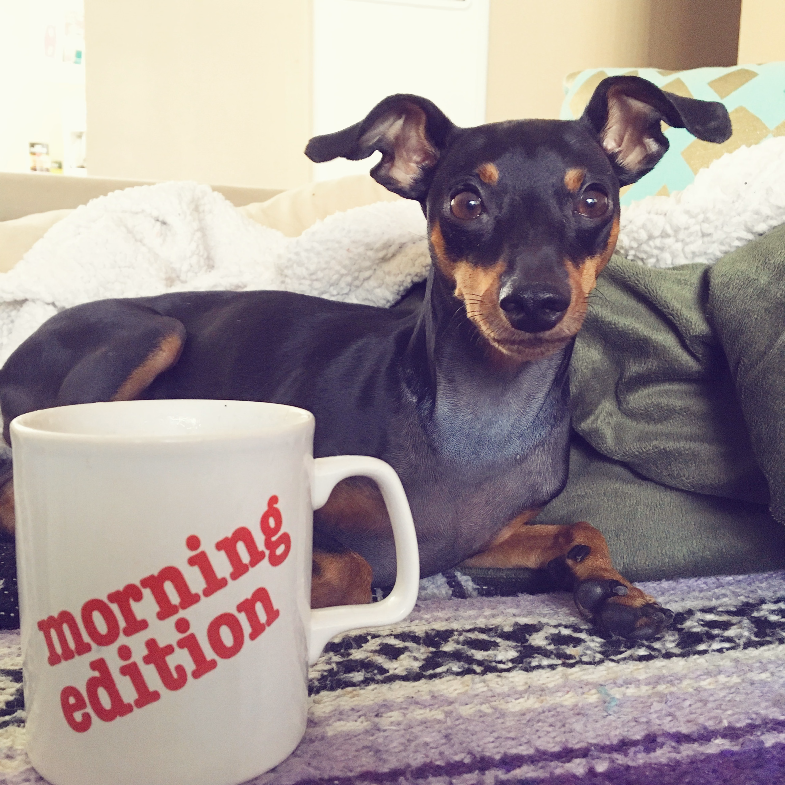 The Weird Things My Dog Thinks Are Her Jobs