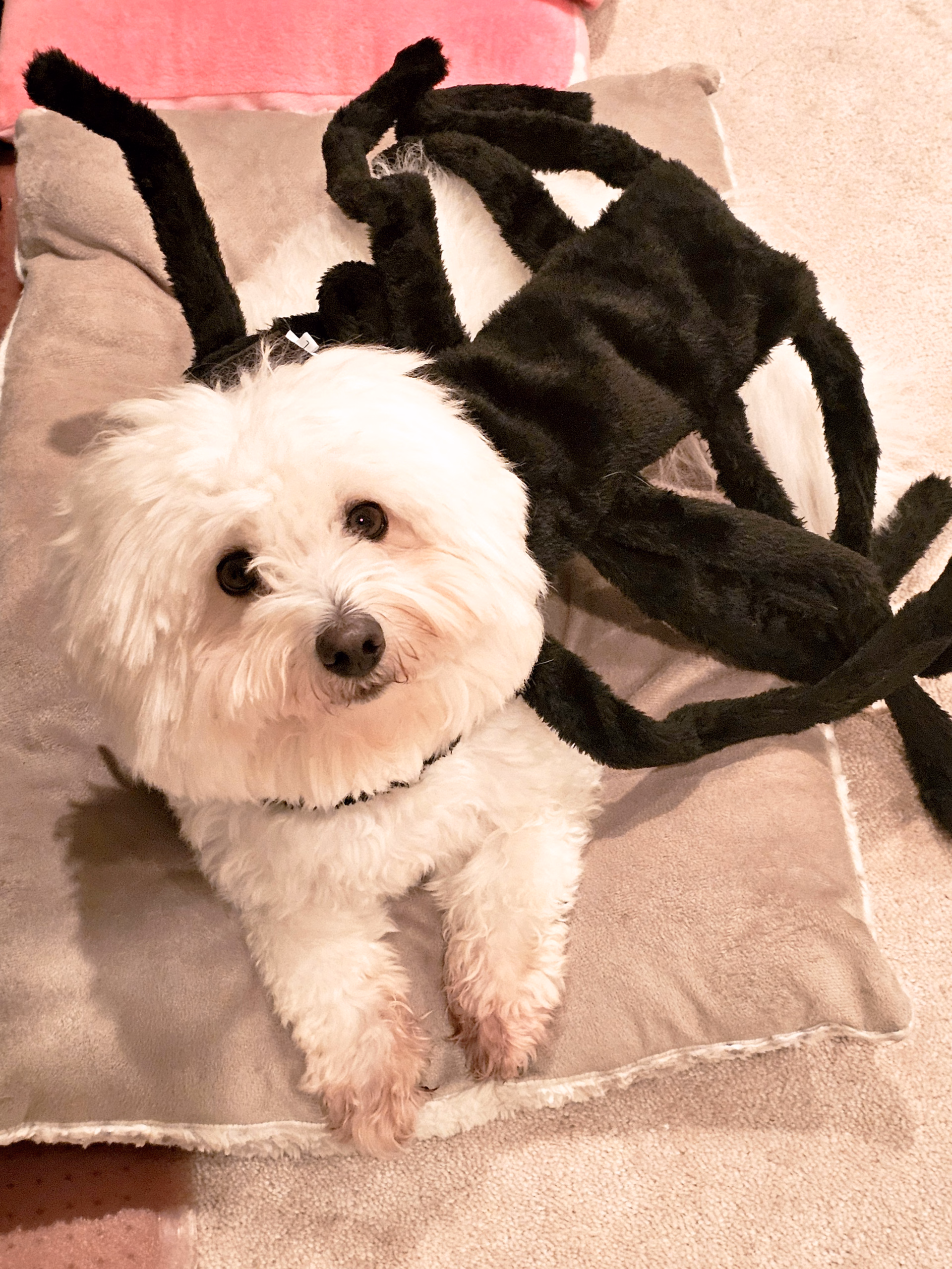 small white dog in a spider costume