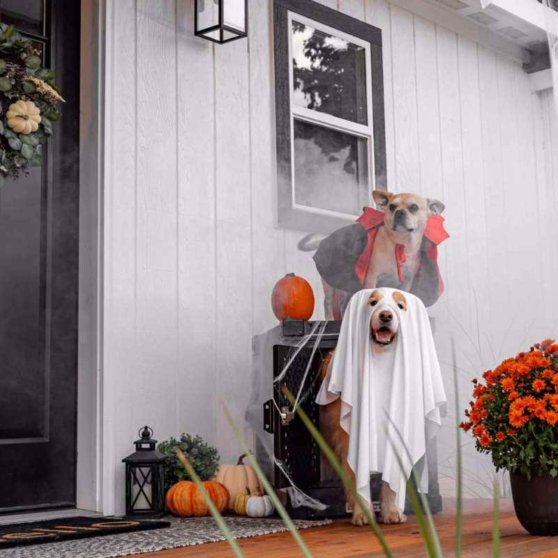 dog in a ghost costume standing on the porch