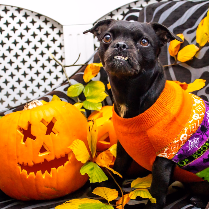 small black dog wearing halloween sweater