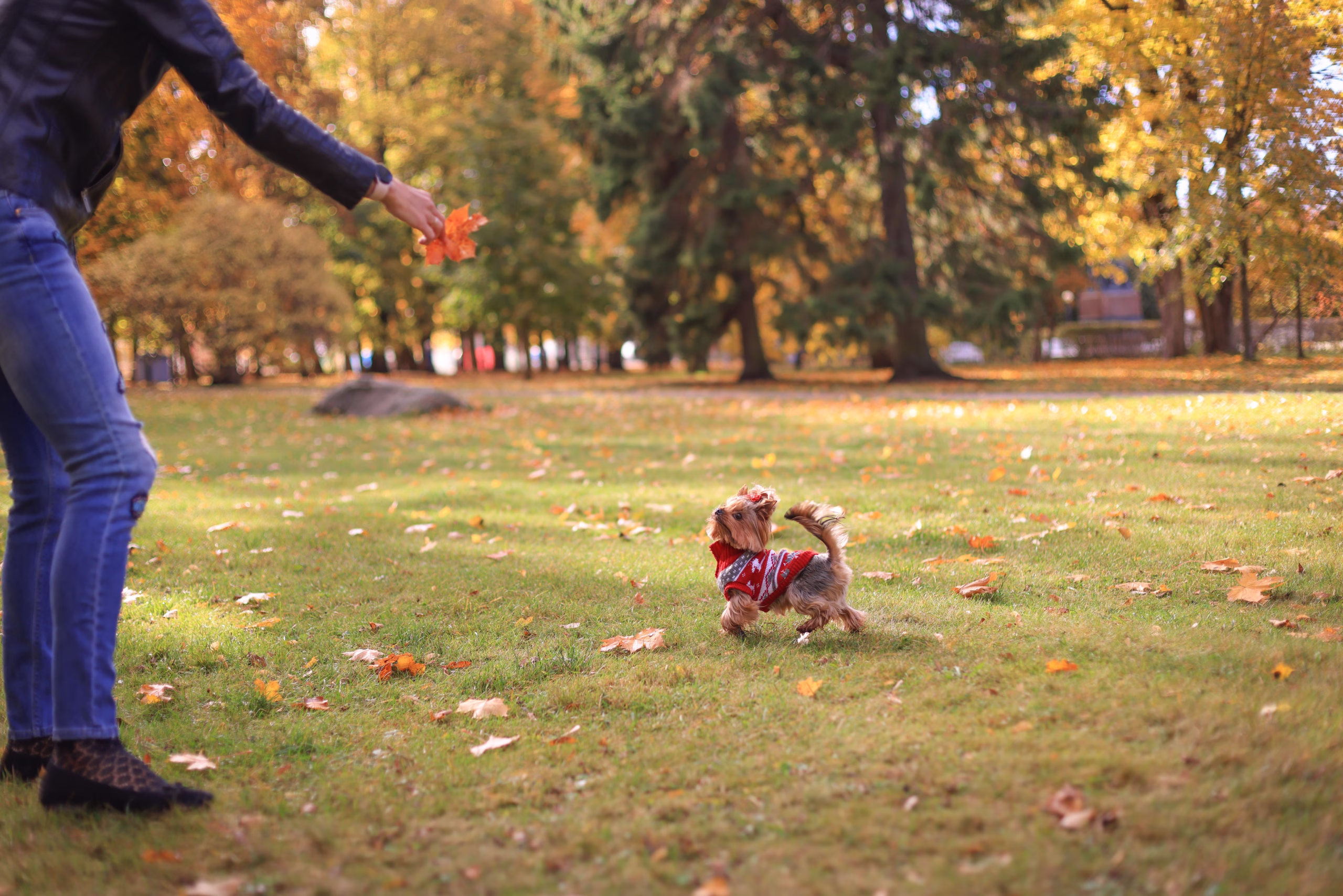 small dog in a red sweater running through a grass field